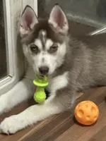Aries, a female Siberian Husky for sale in Lakeland, FL – 2 of 6
