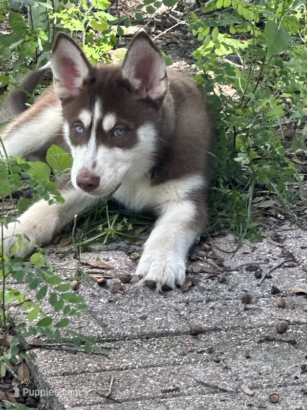 Leia – Siberian Husky puppy for sale in Lakeland, FL