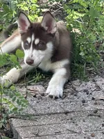 Leia, a female Siberian Husky for sale in Lakeland, FL – 1 of 8