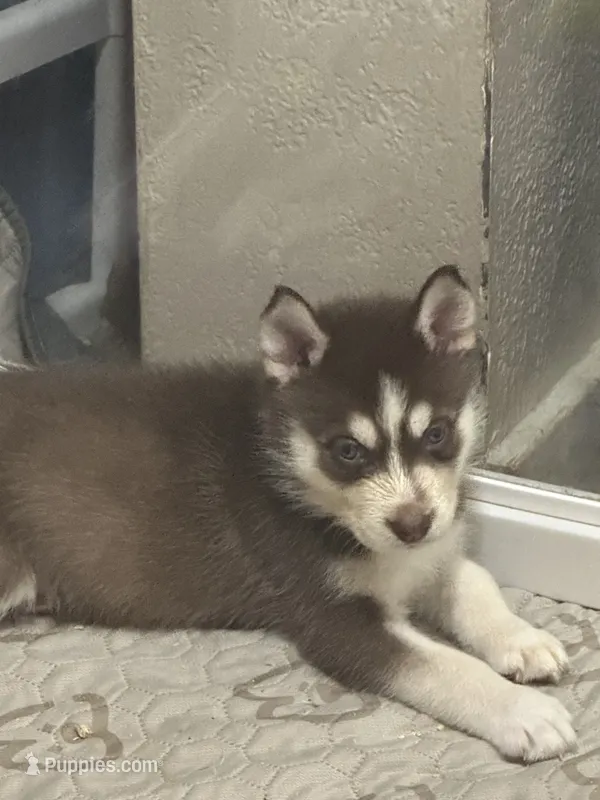 Leia – Siberian Husky puppy for sale in Lakeland, FL