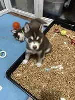 Leia, a female Siberian Husky for sale in Lakeland, FL – 4 of 4