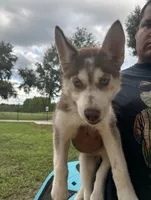 Aries, a female Siberian Husky for sale in Lakeland, FL – 3 of 6