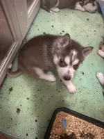 Aries, a female Siberian Husky for sale in Lakeland, FL – 4 of 4