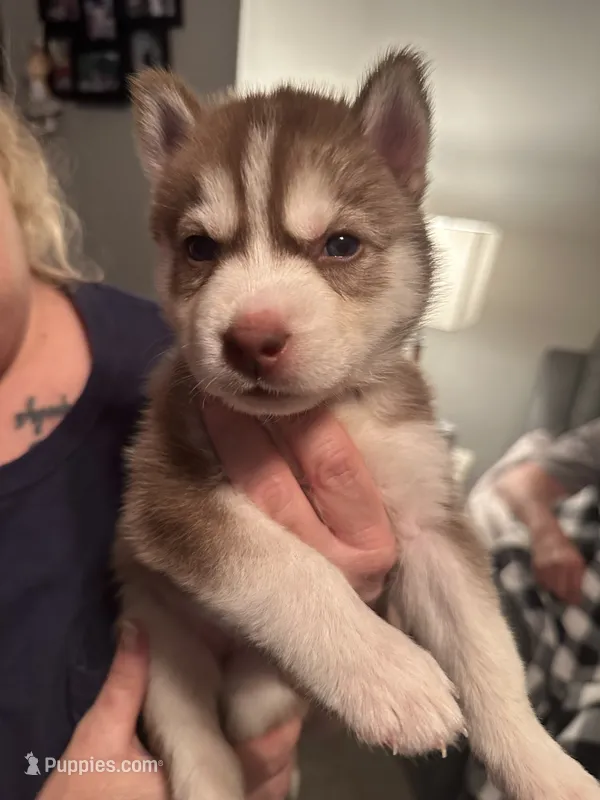 Tundra – Siberian Husky puppy for sale in Lakeland, FL