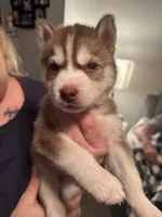Tundra, a female Siberian Husky for sale in Lakeland, FL – 1 of 3