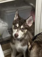 Leia, a female Siberian Husky for sale in Lakeland, FL – 4 of 8