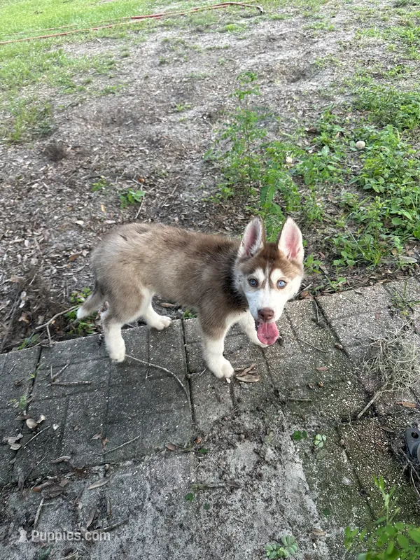 Tundra – Siberian Husky puppy for sale in Lakeland, FL