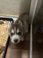 Alastor, a male Siberian Husky for sale in Lakeland, FL – 2 of 5