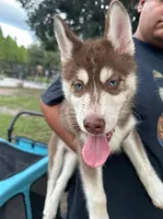 Leia, a female Siberian Husky for sale in Lakeland, FL – 2 of 8