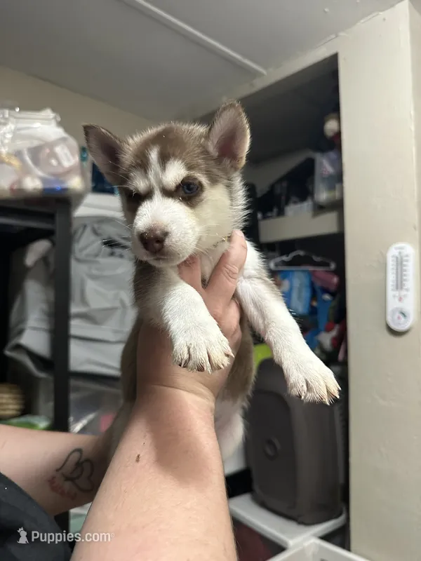 Alastor – Siberian Husky puppy for sale in Lakeland, FL