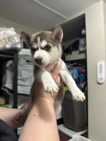 Alastor, a male Siberian Husky for sale in Lakeland, FL – 1 of 5