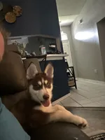 Leia, a female Siberian Husky for sale in Lakeland, FL – 6 of 8