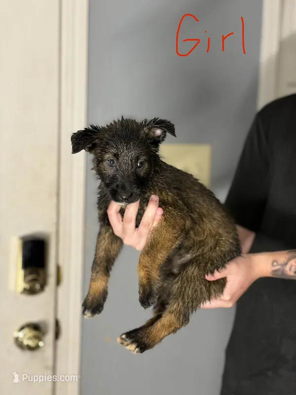 Violet – Australian Shepherd, German Shepherd Dog puppy for sale in Greenwood, IN