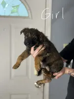 Violet, a female Australian Shepherd and German Shepherd Dog for sale in Greenwood, IN – 2 of 4