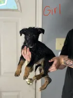 Violet, a female Australian Shepherd and German Shepherd Dog for sale in Greenwood, IN – 4 of 4