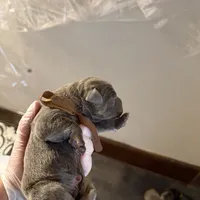 Brown collar male, a male Cane Corso for sale in Gainesville, FL – Photo 2 of 4