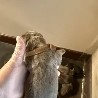 Brown collar male, a male Cane Corso for sale in Gainesville, FL – Photo 3 of 4