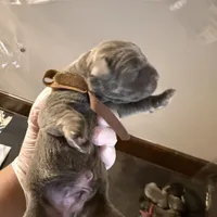 Brown collar male, a male Cane Corso for sale in Gainesville, FL – Photo 1 of 4