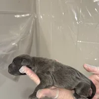 Blue male, a male Cane Corso for sale in Gainesville, FL – Photo 2 of 8