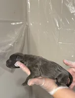 processed/575797ad-adb2-4385-a9a7-1085f45bfb62/listing/727afae3-f435-4416-8242-66108b210ba2/3bed42f9-9a68-4573-bc0d-b5a7f36a8958