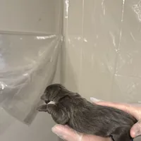 Blue male, a male Cane Corso for sale in Gainesville, FL – Photo 5 of 8