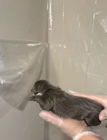 processed/575797ad-adb2-4385-a9a7-1085f45bfb62/listing/727afae3-f435-4416-8242-66108b210ba2/6fda44c4-8cf3-43bd-9805-93a17f410139