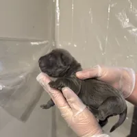 Blue male, a male Cane Corso for sale in Gainesville, FL – Photo 3 of 8