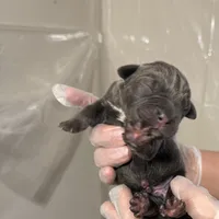 Blue male, a male Cane Corso for sale in Gainesville, FL – Photo 1 of 8