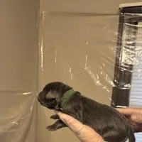 Green collar, a male Cane Corso for sale in Gainesville, FL – Photo 4 of 6