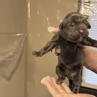 Green collar, a male Cane Corso for sale in Gainesville, FL – Photo 5 of 6