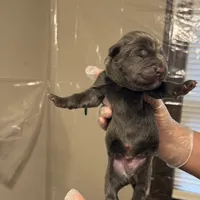 Green collar, a male Cane Corso for sale in Gainesville, FL – Photo 6 of 6