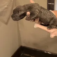 Green collar, a male Cane Corso for sale in Gainesville, FL – Photo 1 of 6