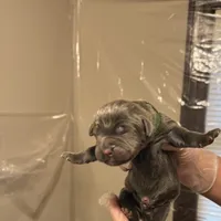 Green collar, a male Cane Corso for sale in Gainesville, FL – Photo 2 of 6