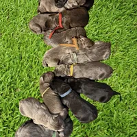 Chestnut male, a male Cane Corso for sale in Gainesville, FL – Photo 2 of 3