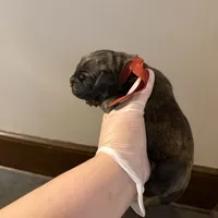 Chestnut male, a male Cane Corso for sale in Gainesville, FL – Photo 3 of 3