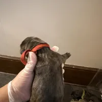 Chestnut male, a male Cane Corso for sale in Gainesville, FL – Photo 1 of 3