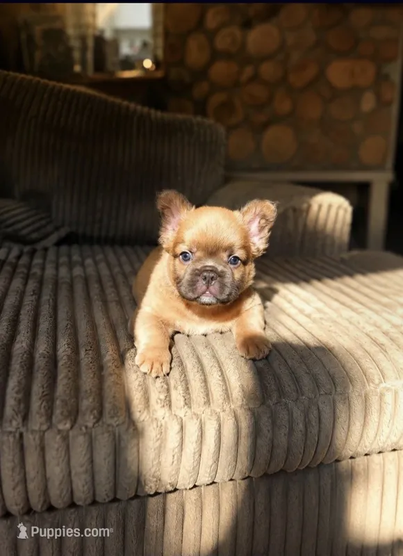 Theo – French Bulldog puppy for sale in Manhattan Beach, CA