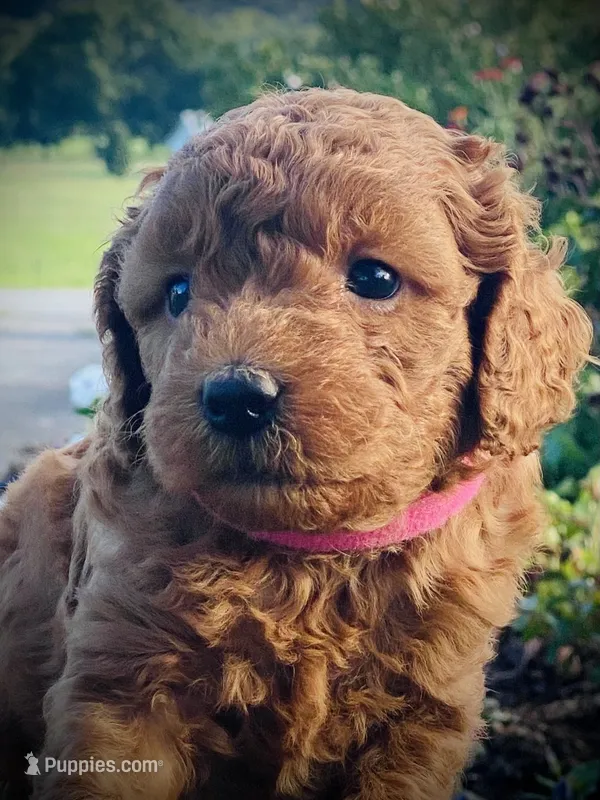 Willow  – Goldendoodle puppy for sale in Wesley, AR