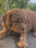 Trooper, a male Goldendoodle for sale in Wesley, AR – 2 of 4