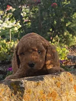 Charlie, a male Goldendoodle for sale in Wesley, AR – 4 of 4