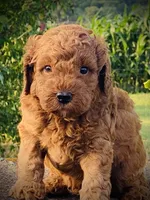 Frank, a male Goldendoodle for sale in Wesley, AR – 3 of 3