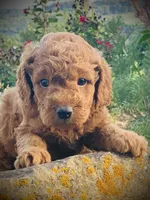 Harper, a female Goldendoodle for sale in Wesley, AR – 3 of 4