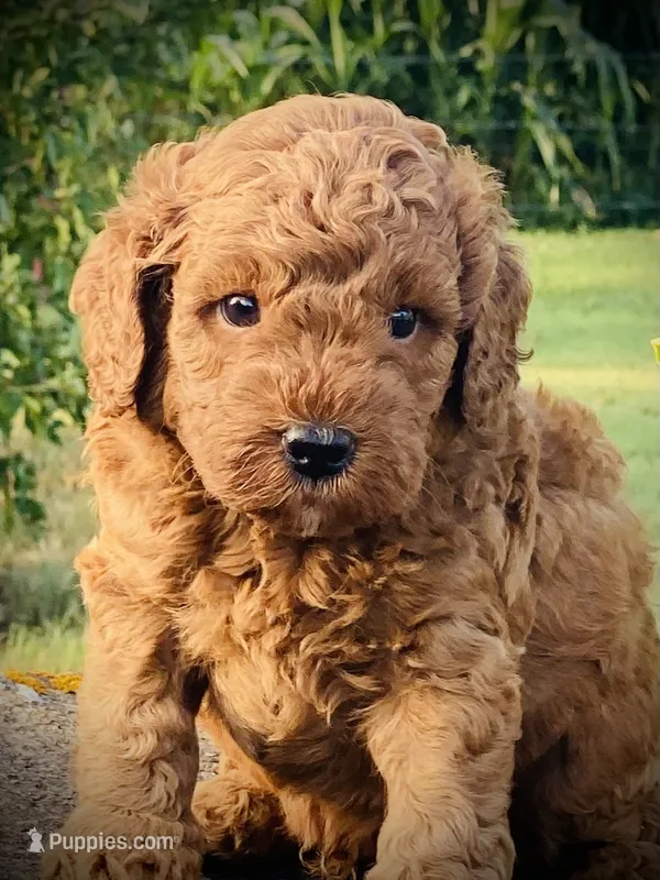 Frank – Goldendoodle puppy for sale in Wesley, AR