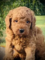 Frank, a male Goldendoodle for sale in Wesley, AR – 1 of 3