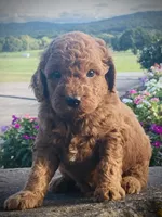 Hank, a male Goldendoodle for sale in Wesley, AR – 1 of 2