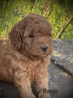Banjo, a male Goldendoodle for sale in Wesley, AR – 3 of 3