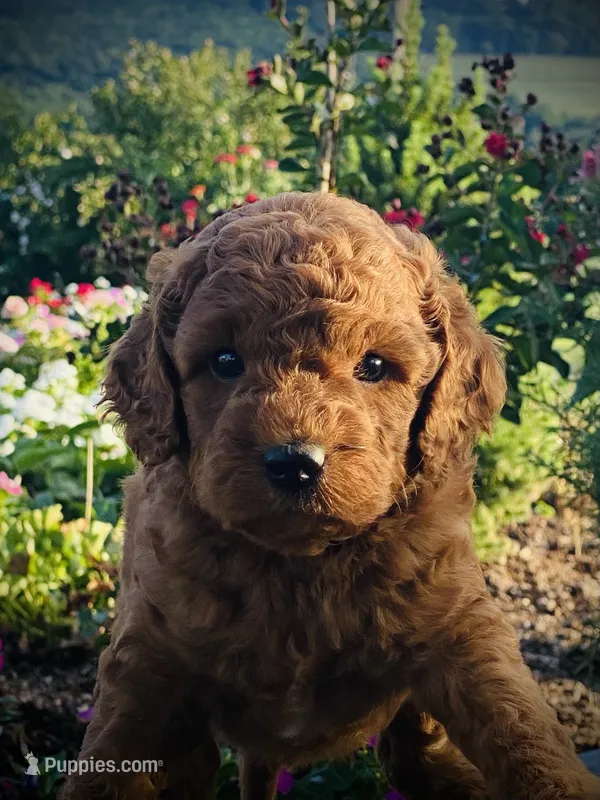 Hank – Miniature Goldendoodle puppy for sale in Wesley, AR