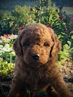 Hank, a male Goldendoodle for sale in Wesley, AR – 2 of 2