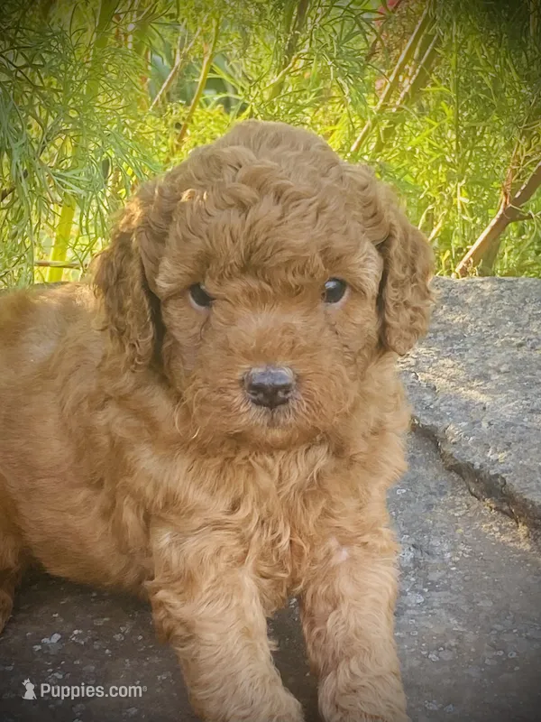 Banjo – Goldendoodle puppy for sale in Wesley, AR