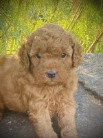 Banjo, a male Goldendoodle for sale in Wesley, AR – 1 of 3